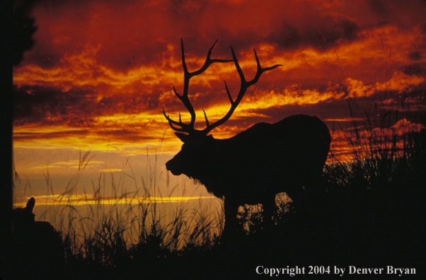 Bull elk at sunrise/sunset.