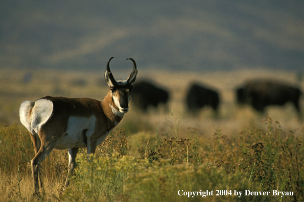 Pronghorn antelope in habitat (bison in background)