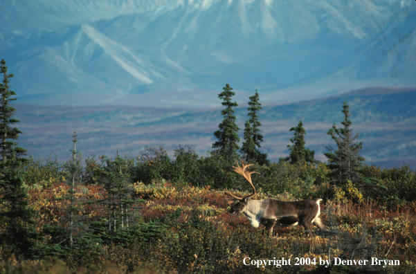 Caribou bull in habitat.