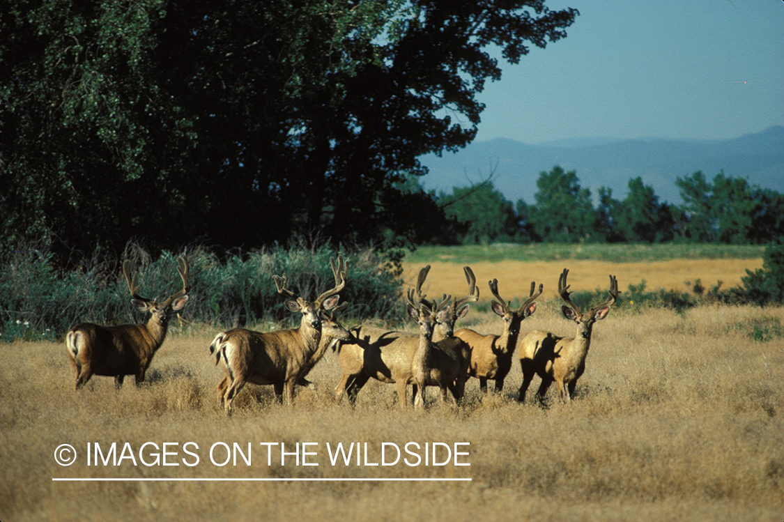 Herd of mule deer bucks in velvet.