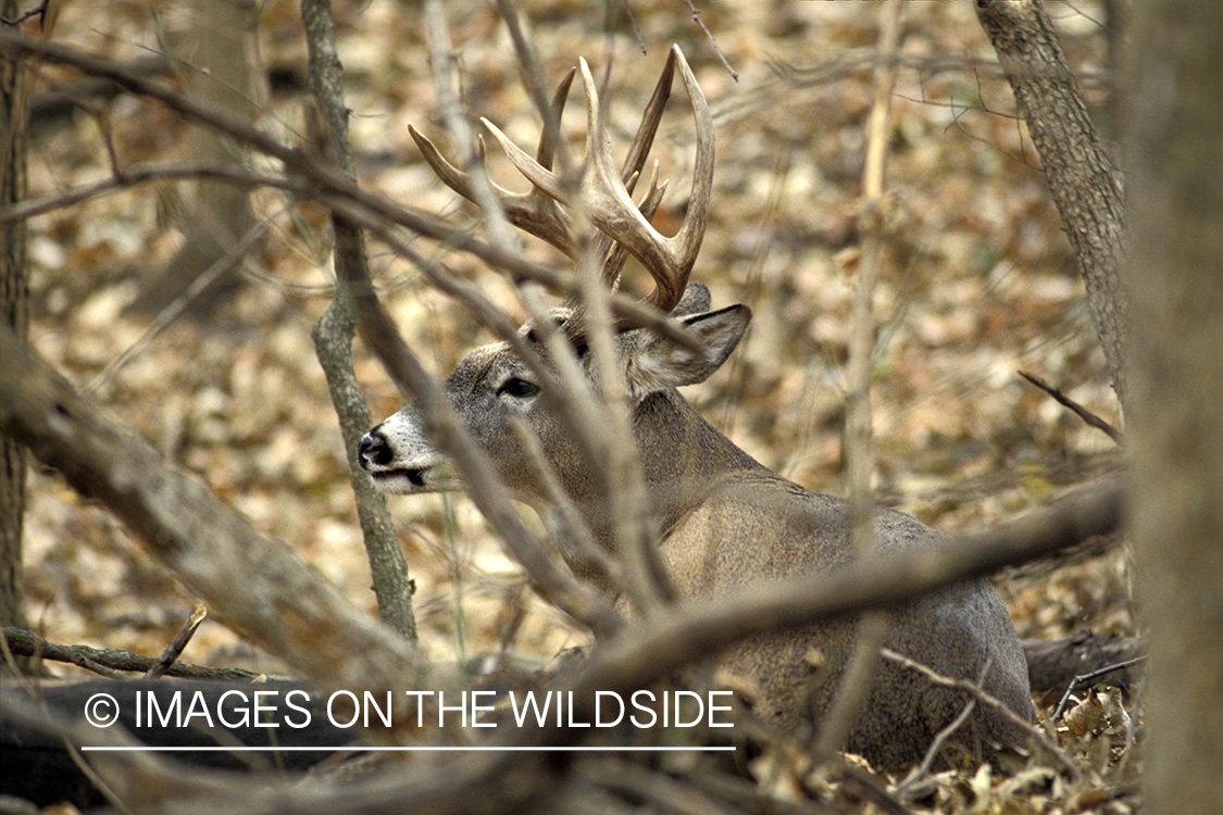 Whitetail deer bedded down.