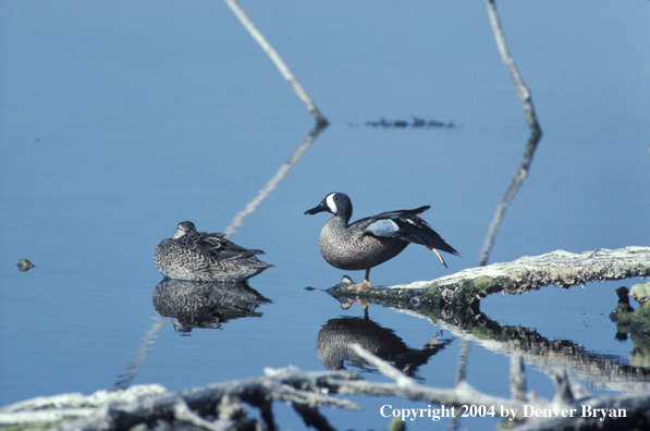 Blue-winged teal drake and hen in water