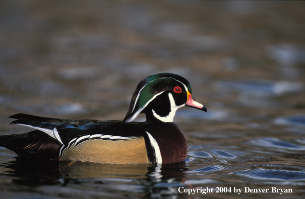 Wood Duck drake on water