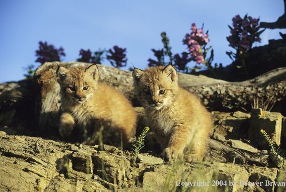 Lynx kittens near den.