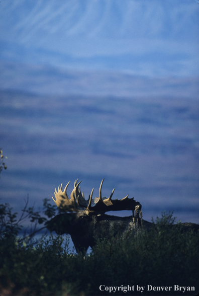 Alaskan moose shedding velvet on tundra.