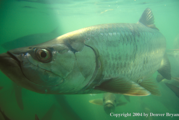 Tarpon.