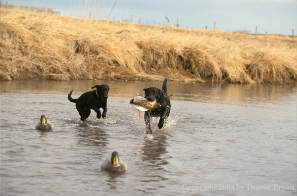 Two Black Labrador Retrievers, one retrieving mallard