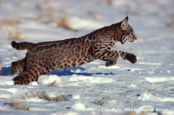 Bobcat in habitat.