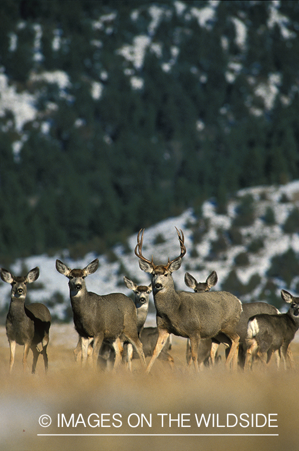 Herd of mule deer in habitat.