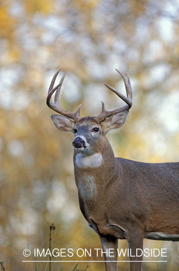 Whitetail deer in habitat.