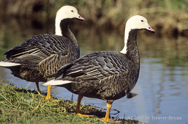 Pair of Emperor geese at edge of marsh.