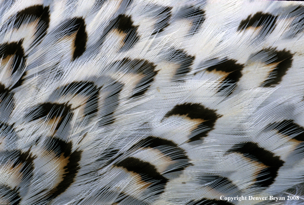 Sharp-tailed grouse close-up feathers