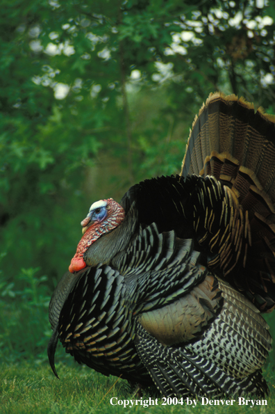 Eastern turkey strutting.