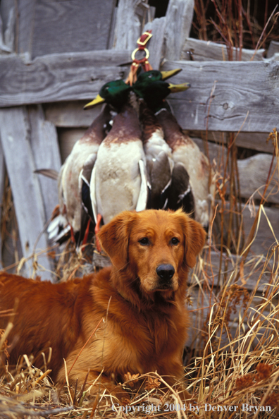 Golden Retriever with bagged ducks.  