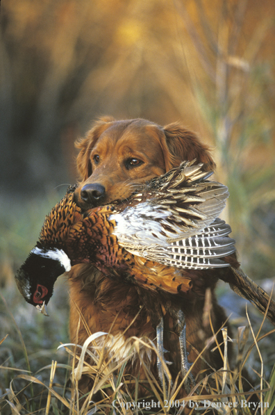 Golden Retriever with bagged pheasant.  