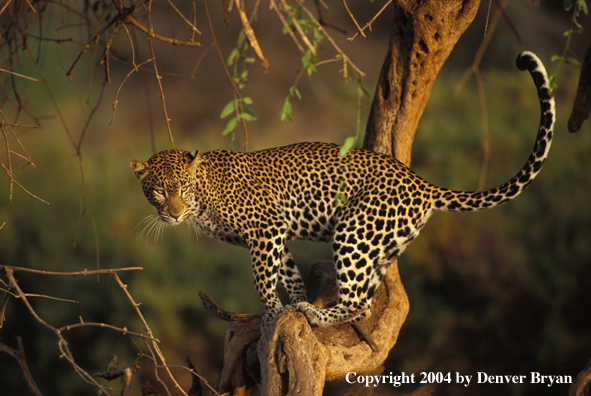 Leopard in tree. Africa