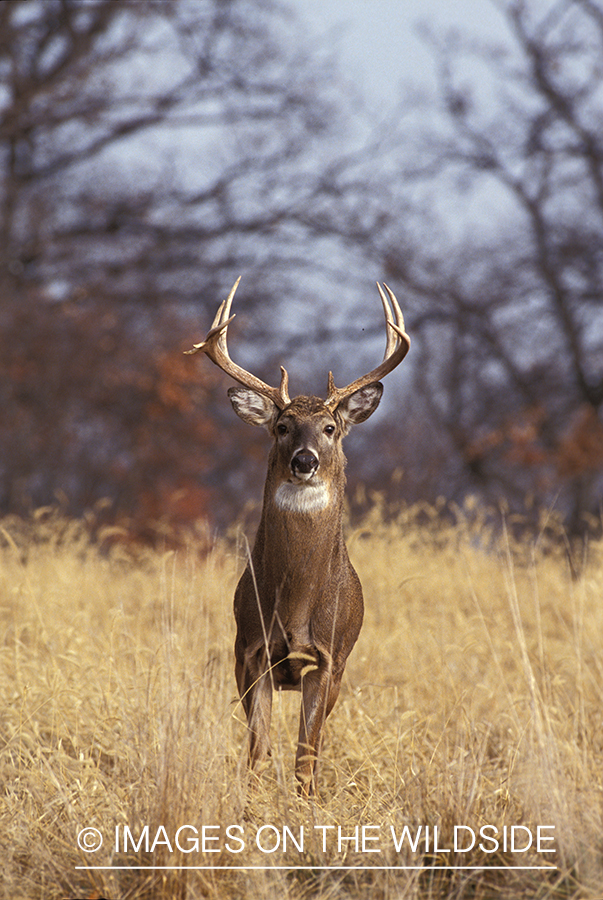 Whitetailed deer in habitat.