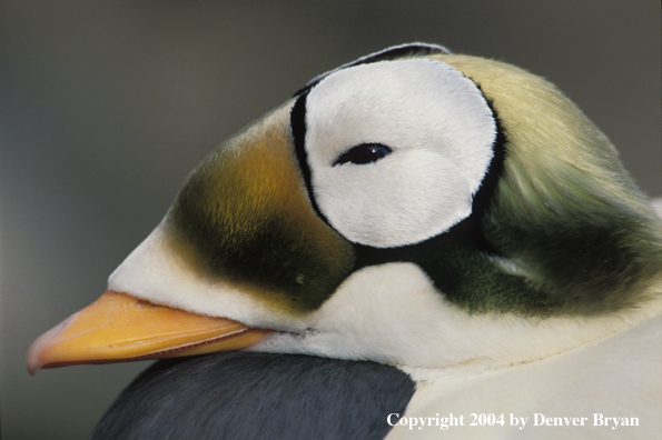 Spectacled Eider 