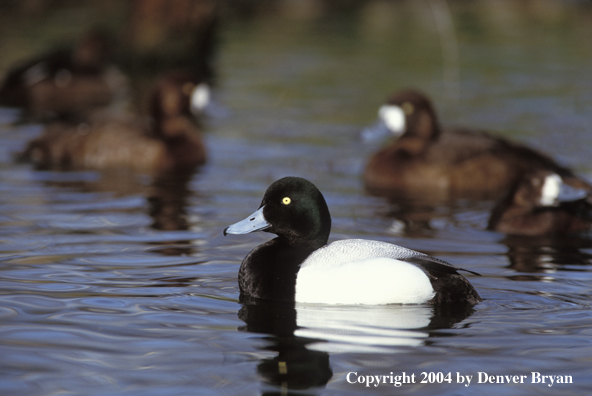 Greater Scaup drake w/ hens on water