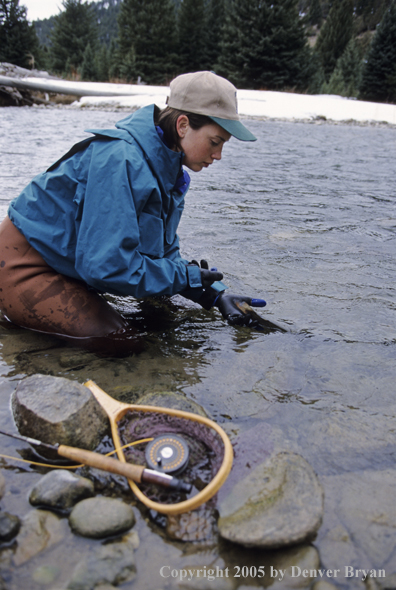 Female flyfisher releasing rainbow.