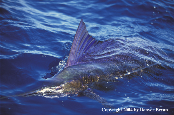 Sailfish