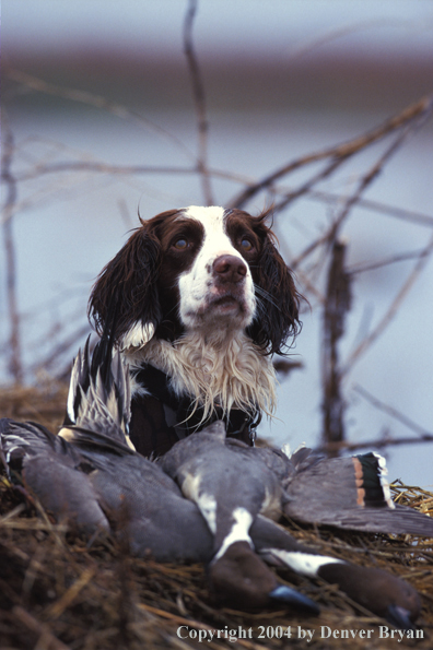 Springer spaniel with bagged game