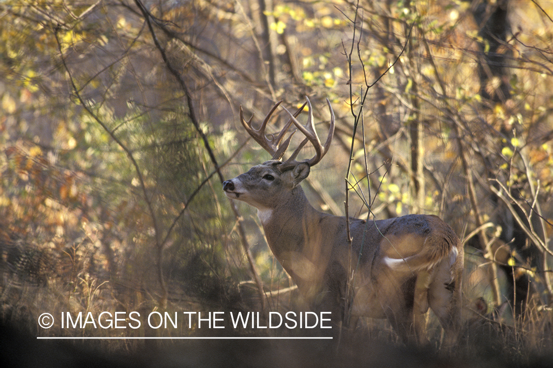 Whitetail deer in habitat.