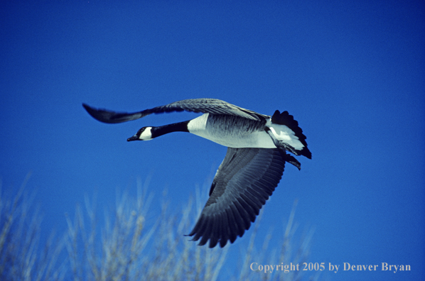 Canada goose in flight.