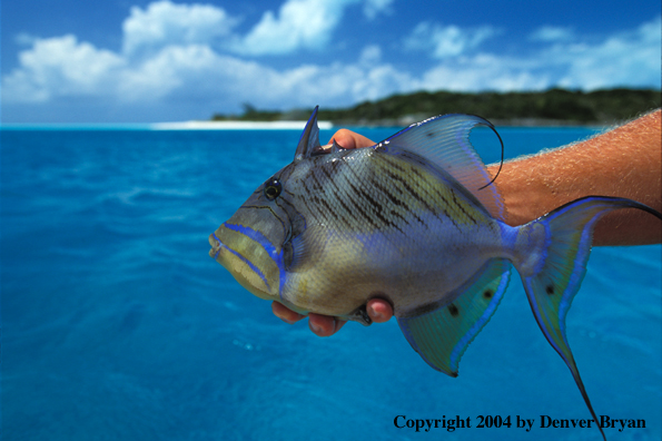 Saltwater flyfisherman holding trigger fish.