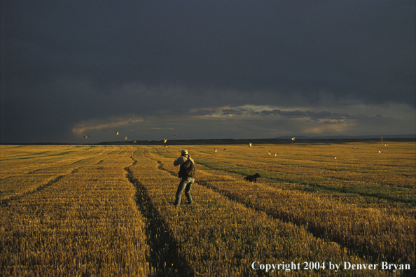 Upland bird hunter shoots at Hungarian Partridge.