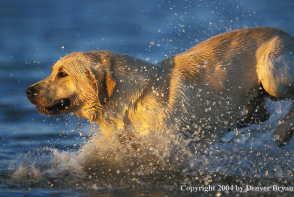 Yellow Labrador Retriever charging for a retrieve