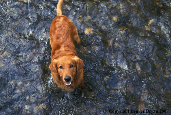 Golden Retriever in river.