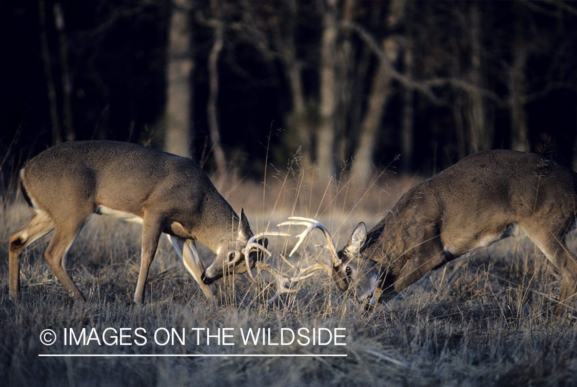 White-tailed deer bucks sparring in meadow.