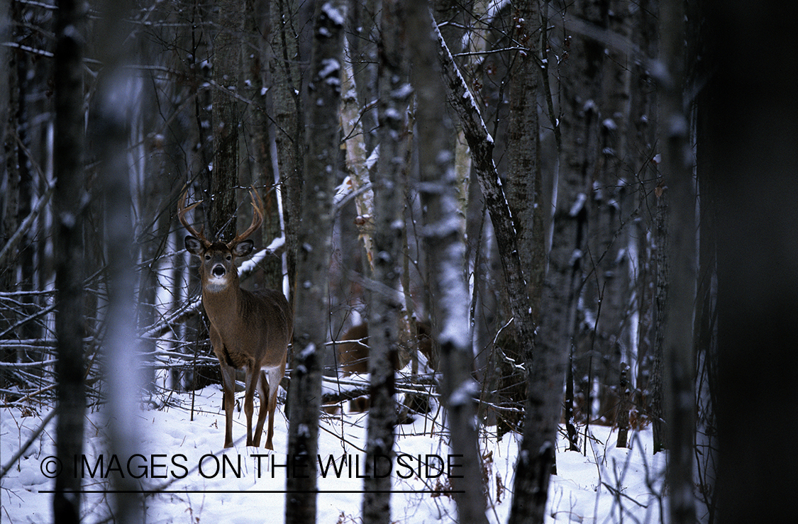 White-tailed deer in habitat