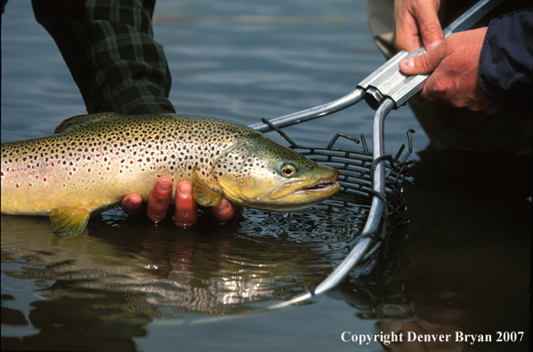 Brown Trout.