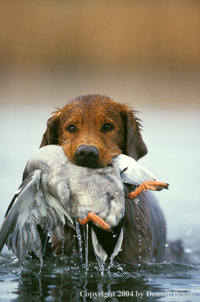 Golden Retriever with bagged duck.  