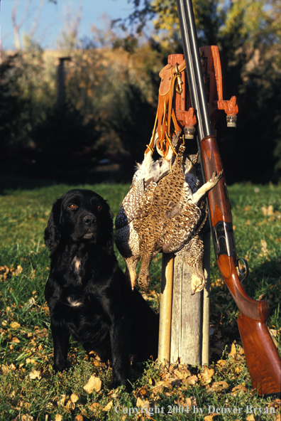 Cocker spaniel with bagged game.