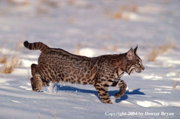 Bobcat in habitat.