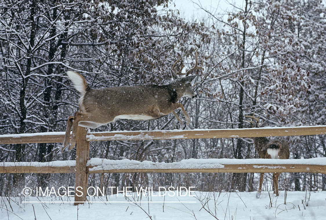 White-tailed deer leaping over fence