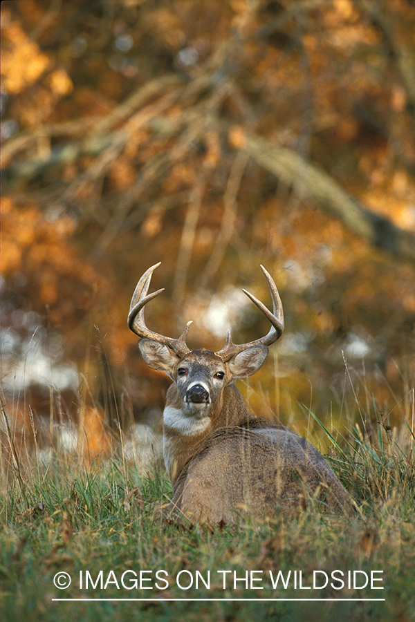 Whitetailed deer bedded down.