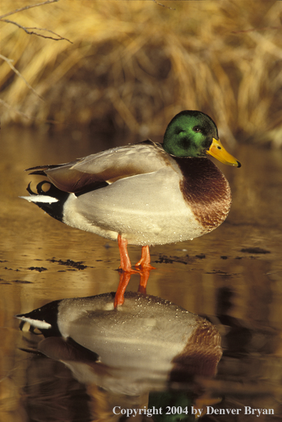 Mallards drake in water