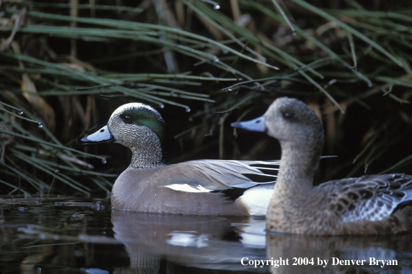 Wigeon drake  and hen on water