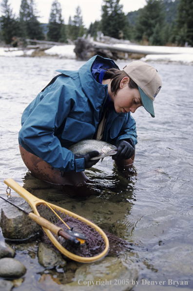 Female flyfisher releasing rainbow.