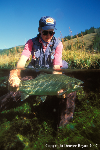 Flyfisherman releasing rainbow trout.