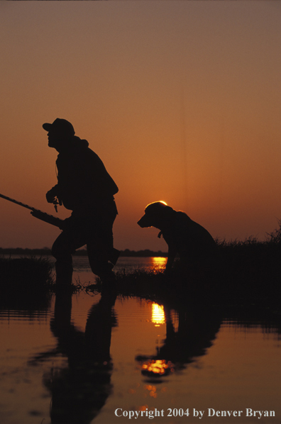 Waterfowl hunter with Labrador Retriever. 