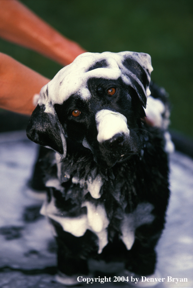 Black Labrador Retriever getting a bath