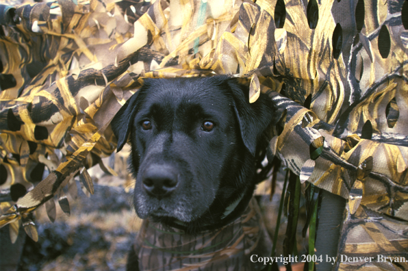 Black Labrador Retriever in blind 