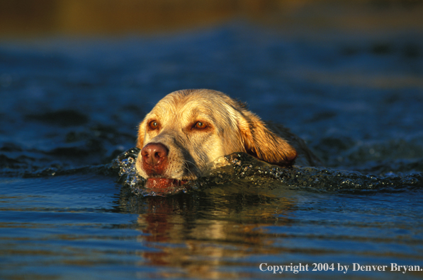 Yellow Labrador Retriever swimming