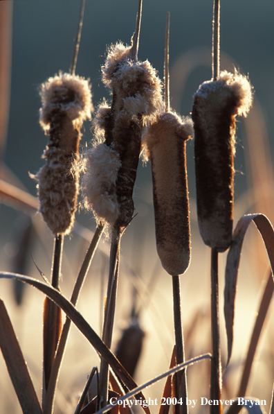 Cattails