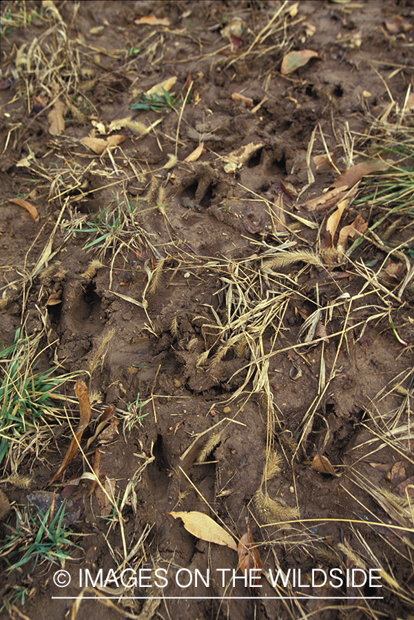 Whitetailed deer tracks.